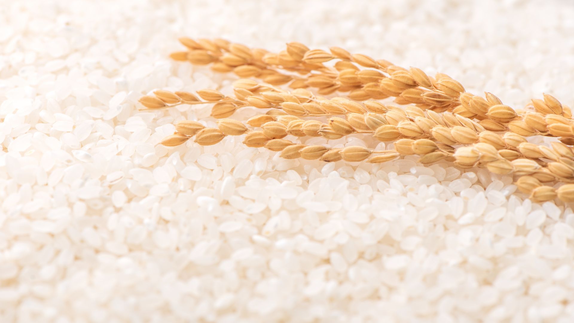 Agiza Mazao: The Future of Trustworthy Crop Sourcing in Africa